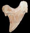 Large Otodus Shark Tooth Fossil #11536-1